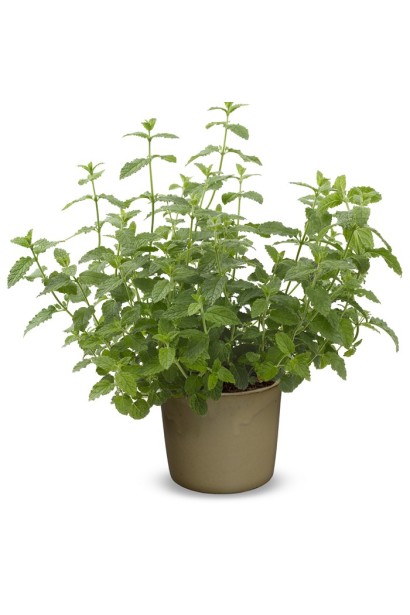 М`ята перцева `Карамельна` в горщику